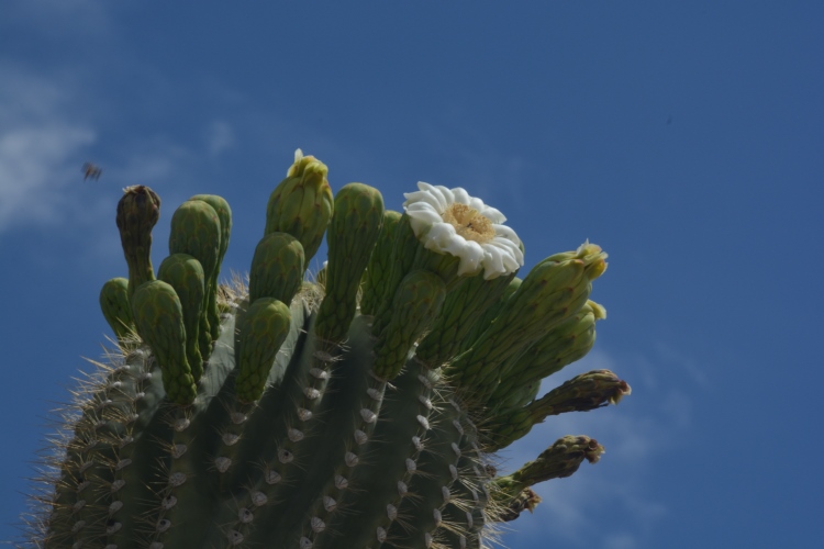 Saguaro flowers